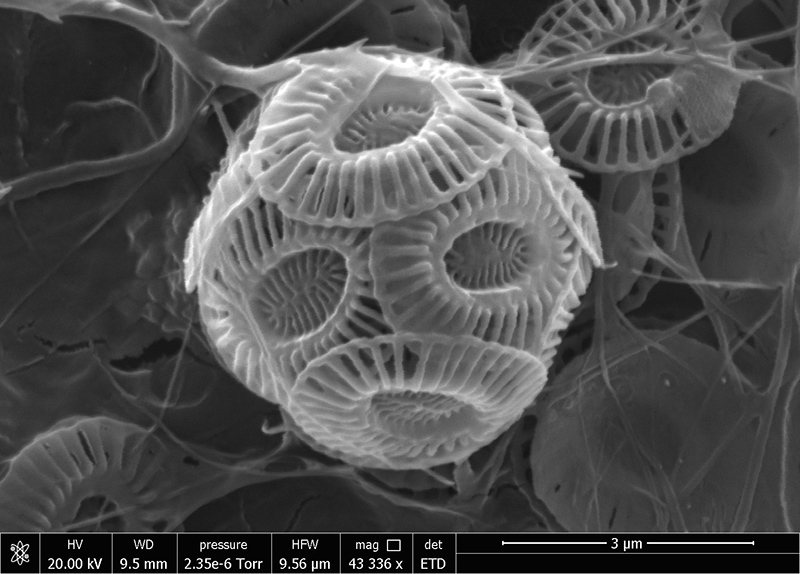 Coccolithophores cover themselves with a calcium carbonate shell called a coccosphere.