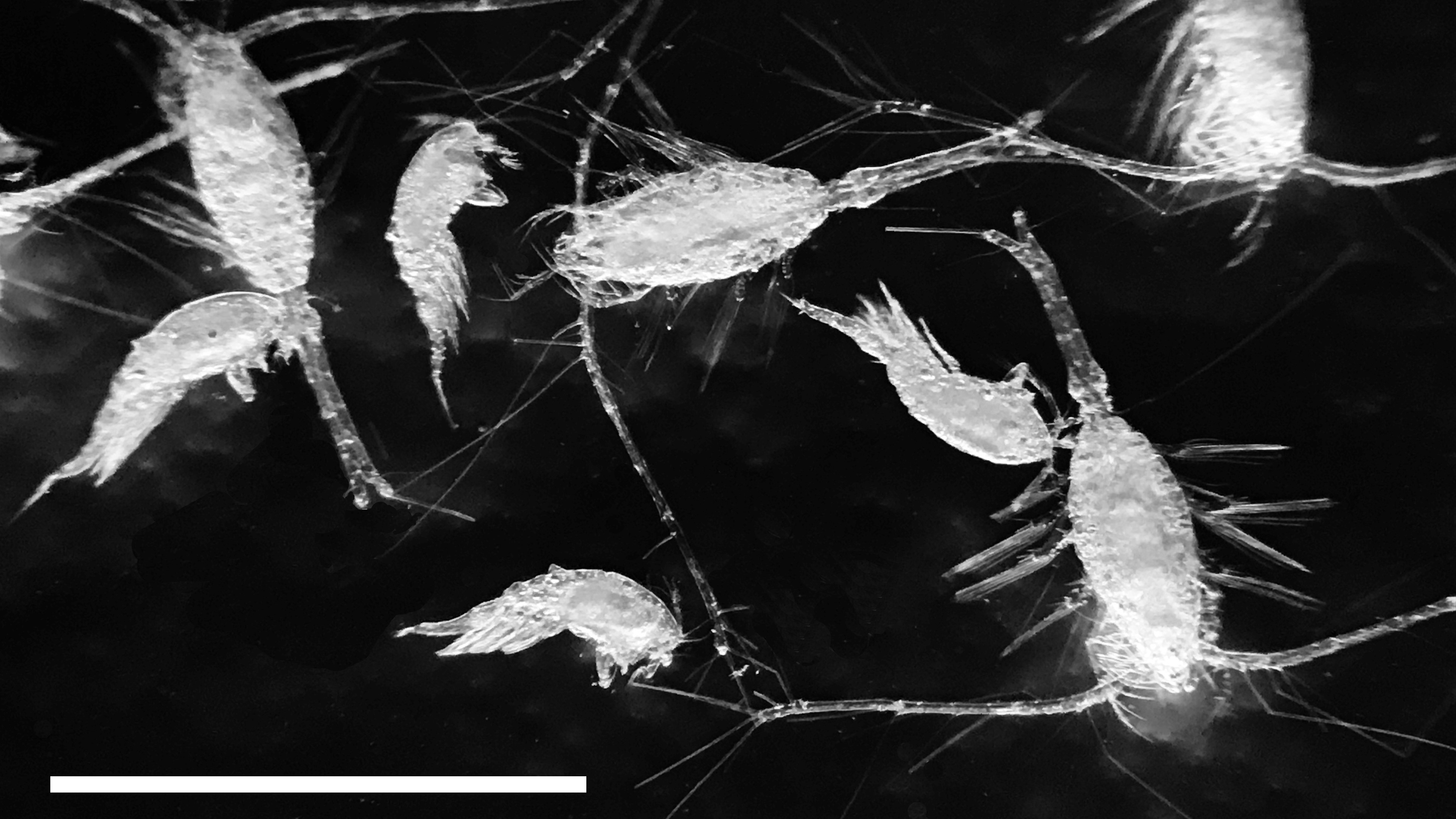 Marine copepods (pictured) are crucial to ocean carbon storage. Scale bar ≈ 1mm.