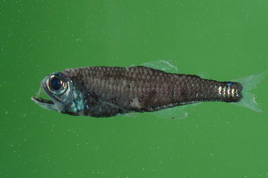 Lantern fish in the Twilight Zone (credit FM Porteiro)