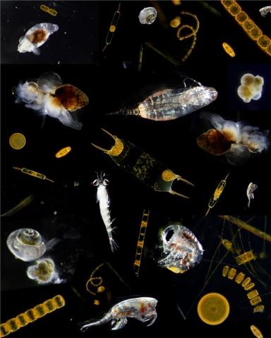 Plankton by National Oceanography Centre