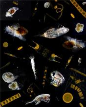 Plankton by National Oceanography Centre