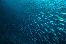 A school of fish